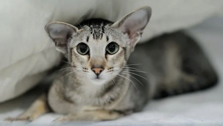 Everything you need to know about oriental cats and cats