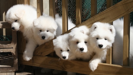 All About White Akita Inu