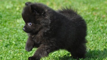 All about black spitz