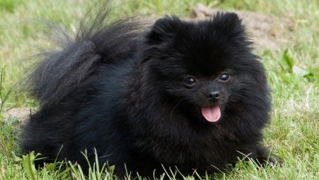Black Pomeranian hakkında her şey