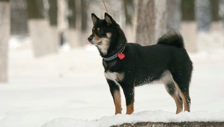 All About Blacks Shiba Inu