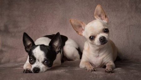All About Cobbies Chihuahuas