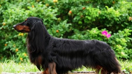 All About Longhair Dachshunds