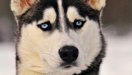 All about Husky eyes