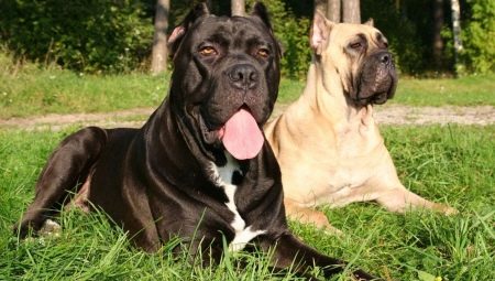 All about Cane Corso
