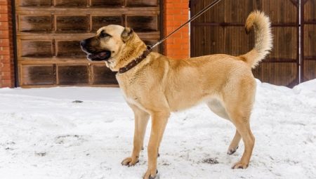 Kangals hakkında her şey