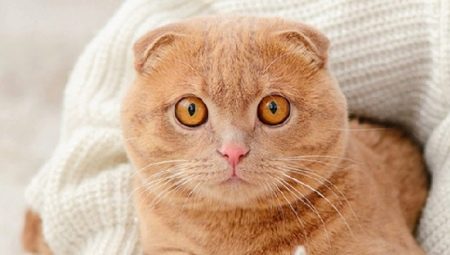 Tot sobre castració i esterilització de plecs