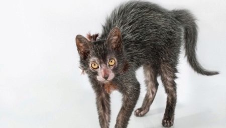 All about face breed cats