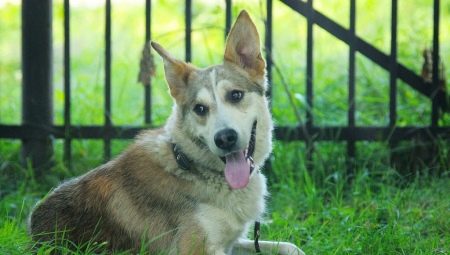 All about mestizo alabai