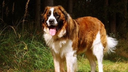 All about Moscow Watchdog