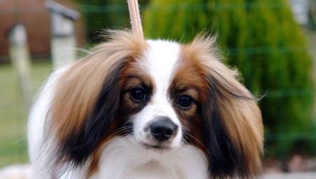 All about the falen breed