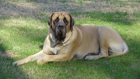 All about the mastiff dog breed