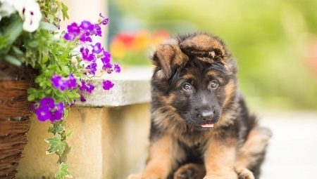 All about German Shepherd puppies at 3 months old