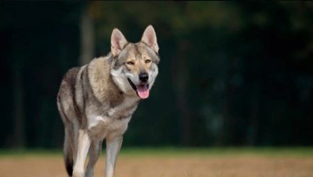 All About Sarlos Wolf Dogs