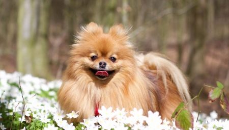 Choose a nickname for the Spitz