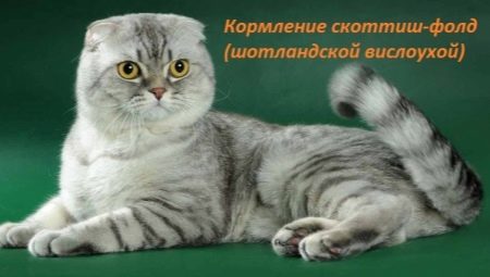 Vælg mad til skotsk foldekatte