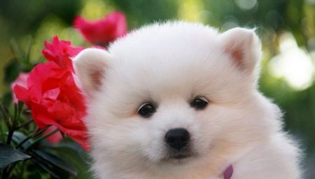 Japanese Spitz: breed description, color options and care rules