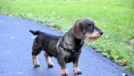 Wire-haired dachshunds: types, character and features of leaving
