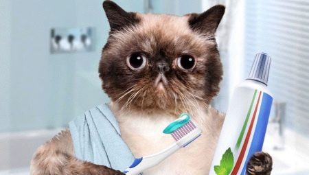Cat Toothpaste: Types, Choices, and Usage Tips