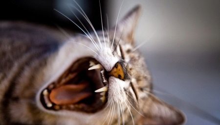 Cat's teeth: quantity, structure and care