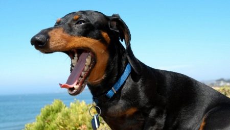 Dachshund's teeth: when do they change with a puppy and how to care for them?