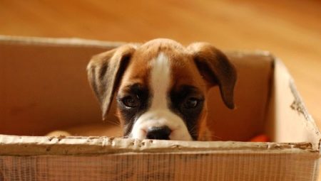 Adaptation of a puppy and an adult dog in a new house