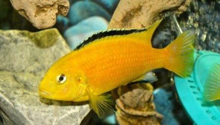 African cichlids: description, types, content and care