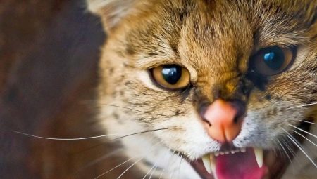 Aggression in cats and cats: the main causes and methods of solving the problem