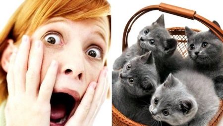 Aylurophobia: what is it and how to get rid of it?