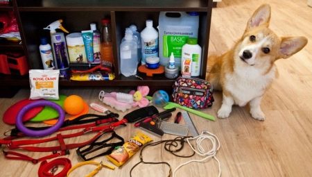 Accessories for dogs: a variety of species and selection rules