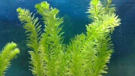 Elodea aquarium plant: how to maintain and care?