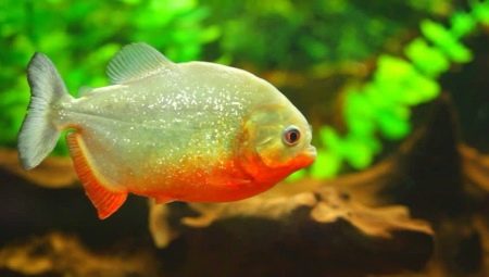Aquarium piranha: types and contents