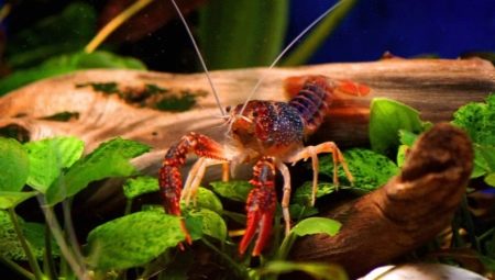 Aquarium crayfish: what are and how to contain them?