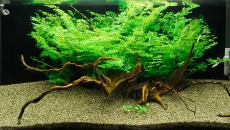 Aquarium fern: species, selection, maintenance and breeding