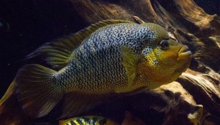 American cichlids: description and types, contents in the aquarium
