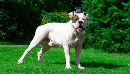 American Bulldog: breed description, character and content