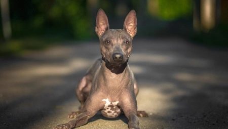 American Naked Terrier: features, content and feeding