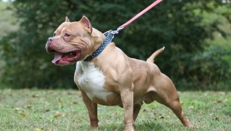 American pit bull terrier: description and content