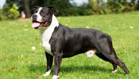 American Staffordshire Terrier: breed features and rearing