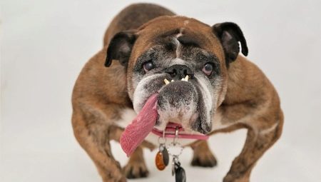 English Bulldog: breed description, life expectancy and content