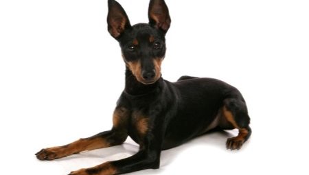 English Toy Terrier: breed description and dog care