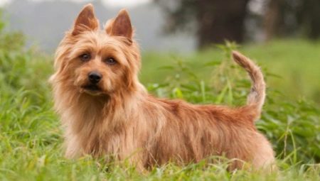 Australian terriers: description of the breeds and their contents