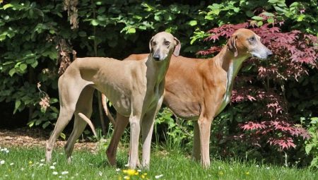 Azawak: description of the breed of dogs, temperament and basic care