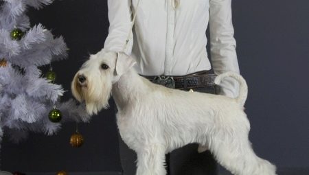 White Miniature Schnauzer: how does it look and how to care for it?