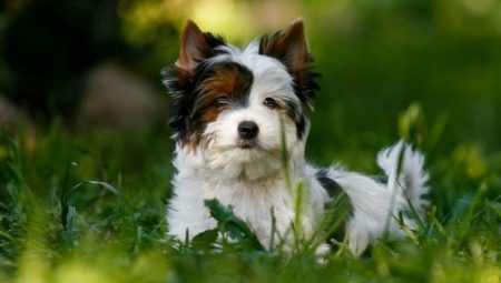 White Yorkshire Terrier: cum arată, cum să alegi un cățeluș și să-l îngrijești?