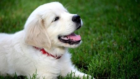 White Rottweiler: description and features of the content