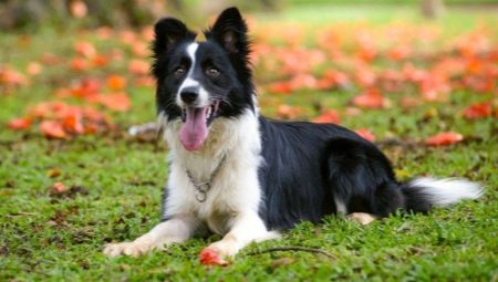 Border Collie: breed description and breeding