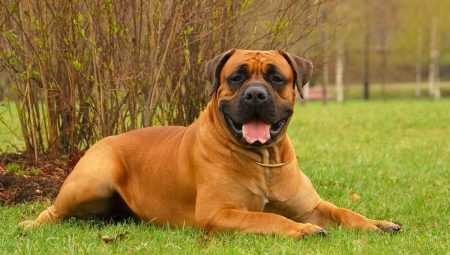 Boerboel: features of the breed and the rules for its maintenance