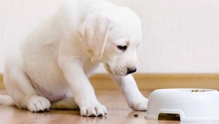 ماذا وكيف تطعم الجرو؟