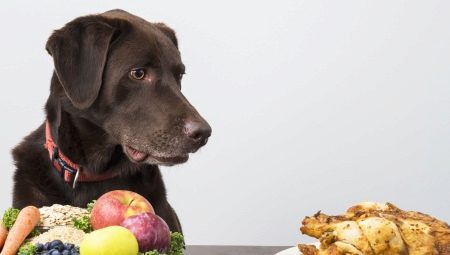 How and how to feed dogs?